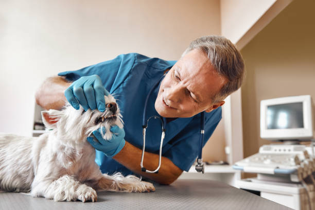 Best After-Hours Dental Care in Wisr, NE